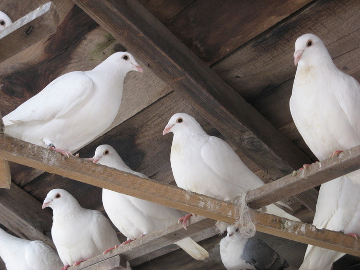 Voiajori albi de frumusete - Porumbei jucatori bimotati de Ardeal si voiajori albi ornamentali