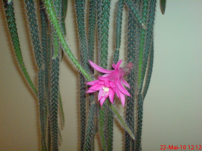 Aporocactus Flagelliformis - cactusi  2010