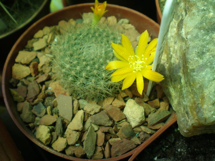 Rebutia Marsonerii; 2ani
