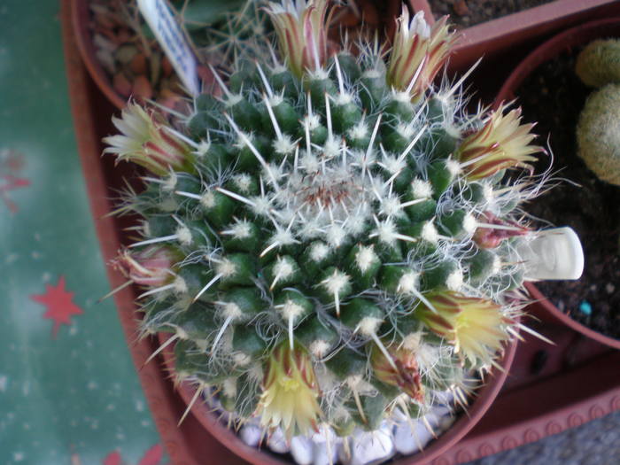 Mammillaria Nejapensis - cactusi  2010