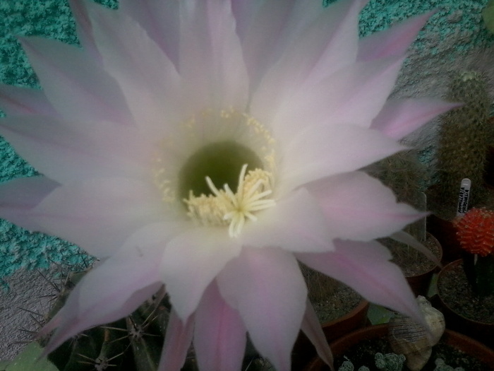 Echinopsis Sp