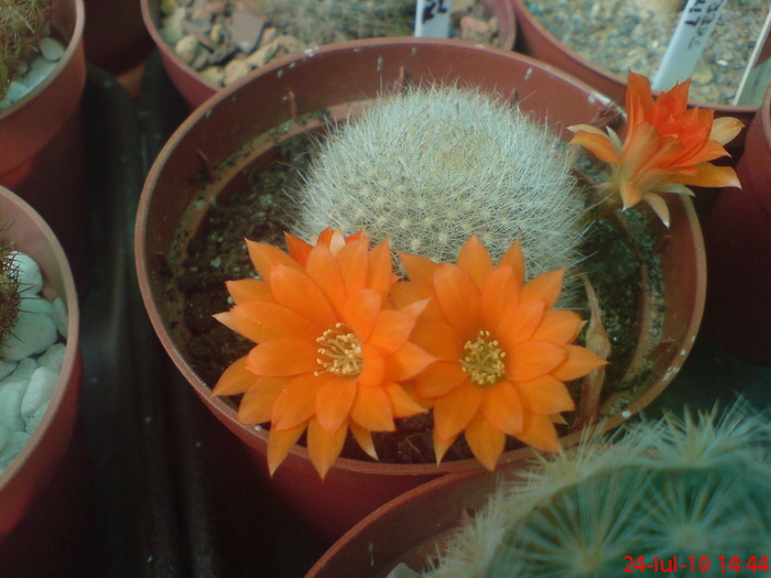 Rebutia Muscula - cactusi  2010