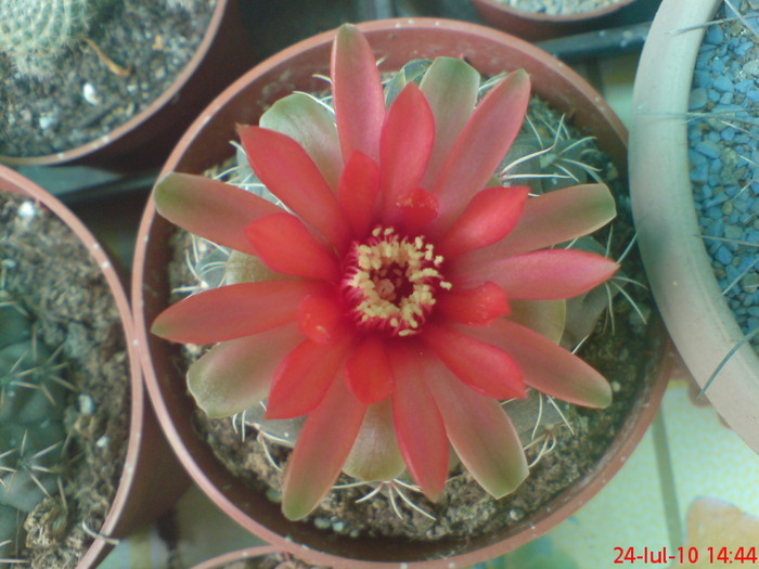 Gymnocalicium Baldianum - cactusi  2010