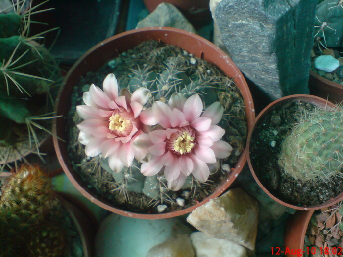 Gymnocalicium Quehlianum - cactusi  2010