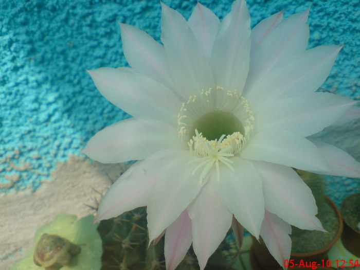 Echinopsis Sp