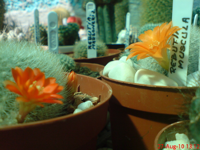 Rebutia Muscula - cactusi  2010