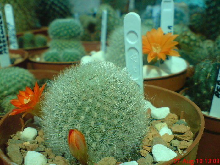 Rebutia Muscula - cactusi  2010