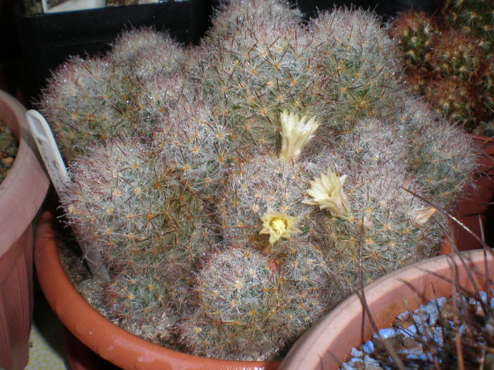 Mammillaria Prolifera var Texana - cactusi  2010