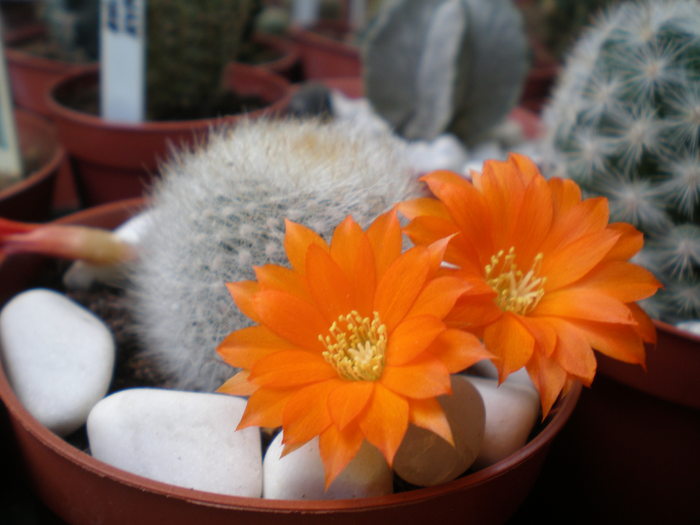 Rebutia Muscula - cactusi  2010