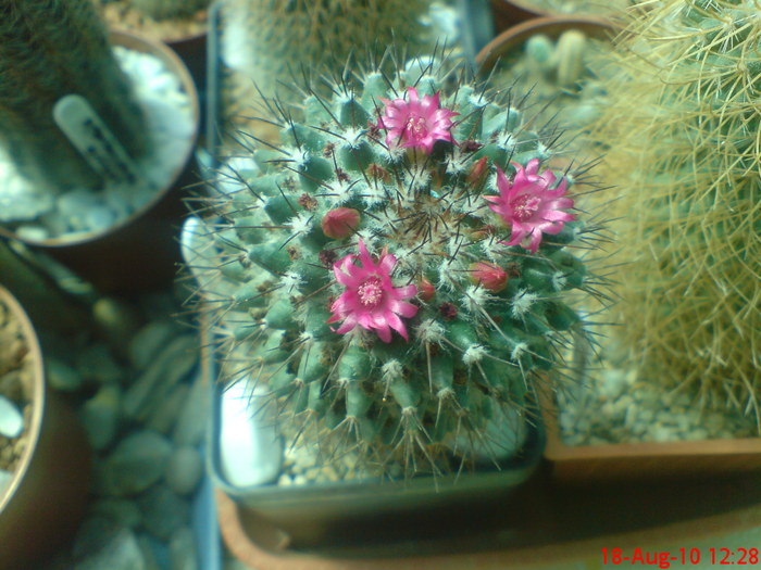 Mammillaria compressa - cactusi  2010