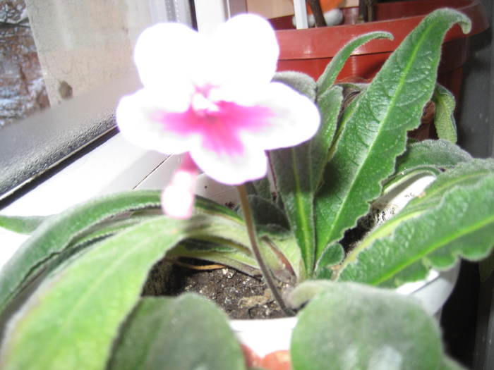 streptocarpus - flori 2011