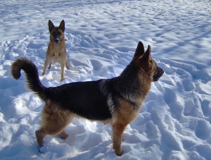 30.01.2011 - PUI Ciobanesc GERMAN cu pedigree VANDUTI Galati