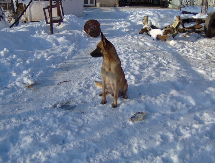 HPIM1978 - Ciobanesc german si ciobanesc belgian malinois cu pedigree GALATI