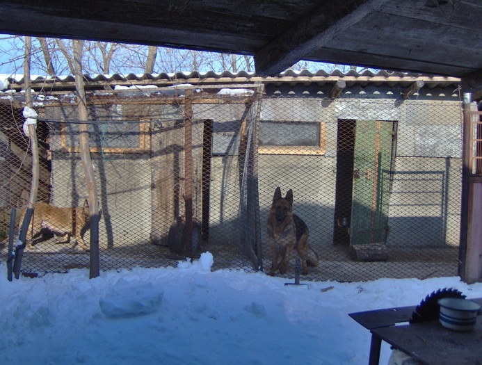 HPIM0002 - Ciobanesc german si ciobanesc belgian malinois cu pedigree GALATI