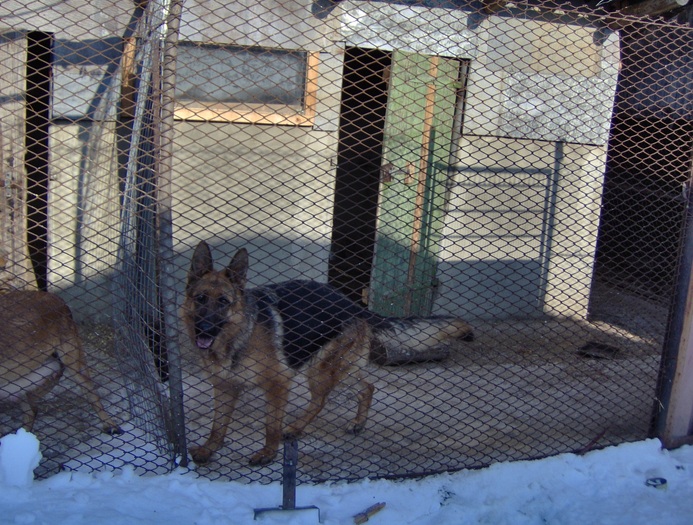 HPIM0005 - Ciobanesc german si ciobanesc belgian malinois cu pedigree GALATI