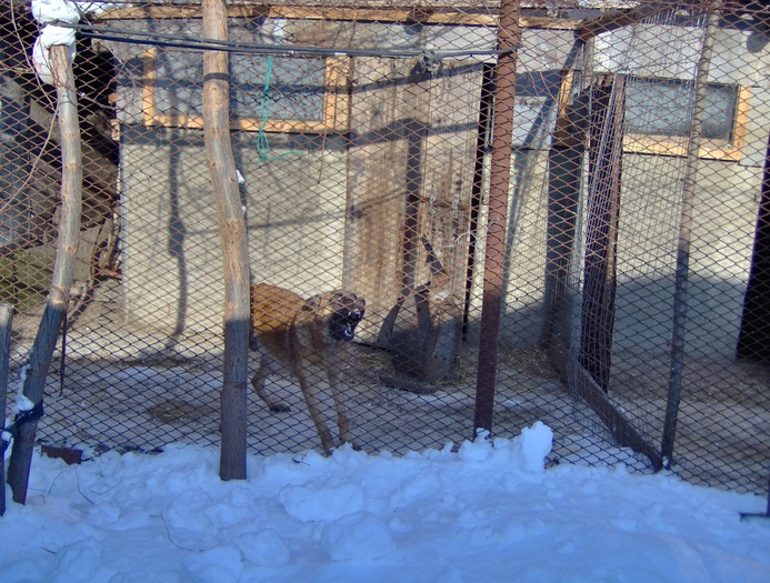 HPIM0010 - Ciobanesc german si ciobanesc belgian malinois cu pedigree GALATI