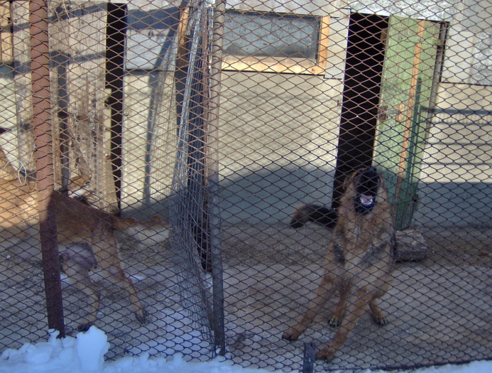 HPIM0016 - Ciobanesc german si ciobanesc belgian malinois cu pedigree GALATI