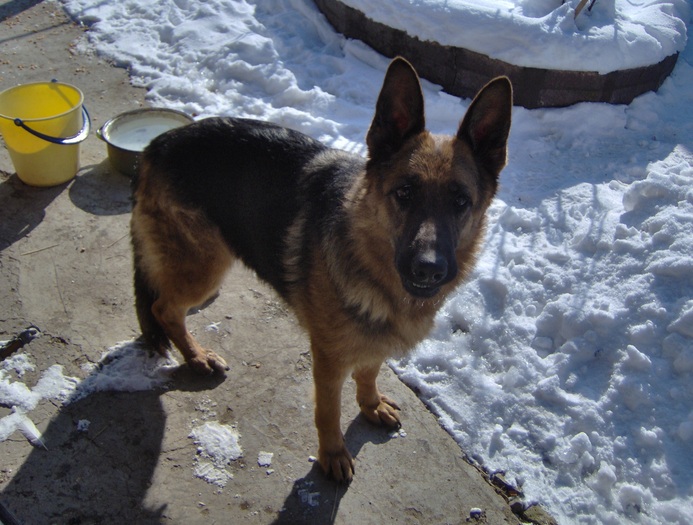 HPIM0046 - Ciobanesc german si ciobanesc belgian malinois cu pedigree GALATI