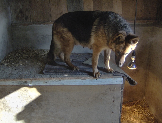 HPIM0052 - Ciobanesc german si ciobanesc belgian malinois cu pedigree GALATI