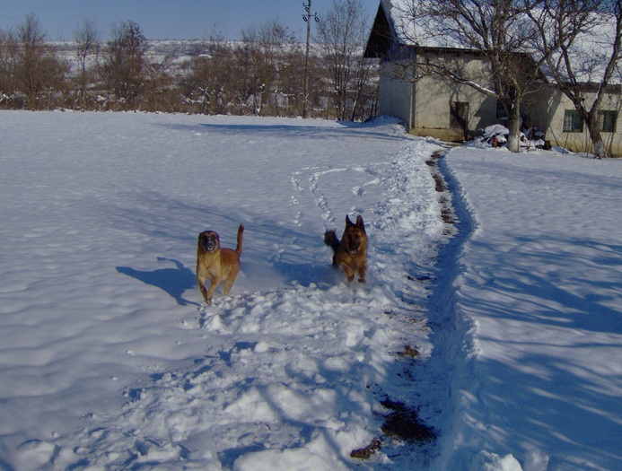 HPIM1931 - Ciobanesc german si ciobanesc belgian malinois cu pedigree GALATI