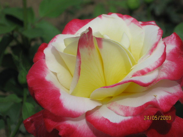 IMG_0286 - Trandafiri mei