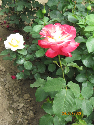 IMG_0293 - Trandafiri mei