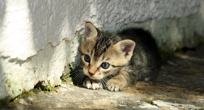 anabel - adoptie pentru pisicute