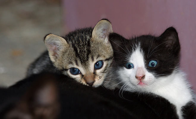 dona si barbara - adoptie pentru pisicute