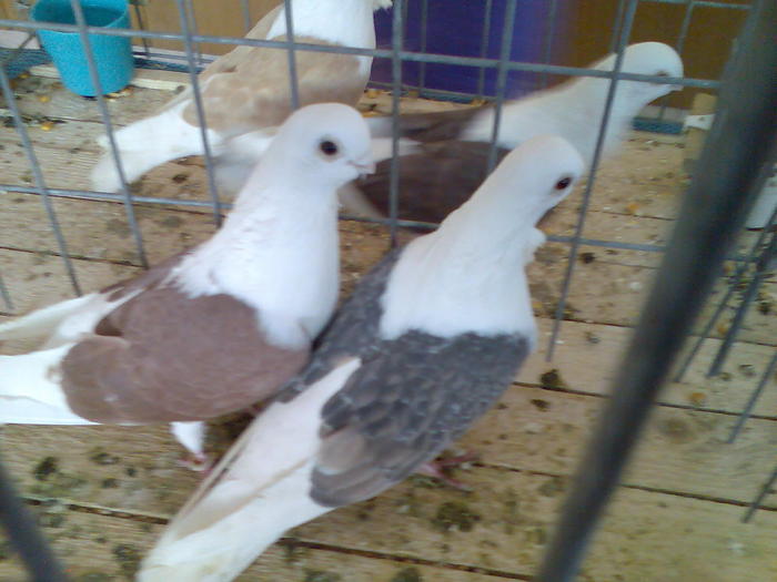 Imag083