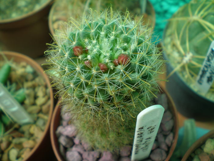Mammillaria Crinita - cactusi  2010