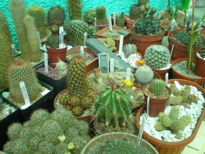 Vedere Apicala - cactusi  2010