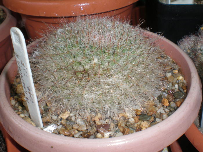 Mammillaria Hahniana - cactusi  2010