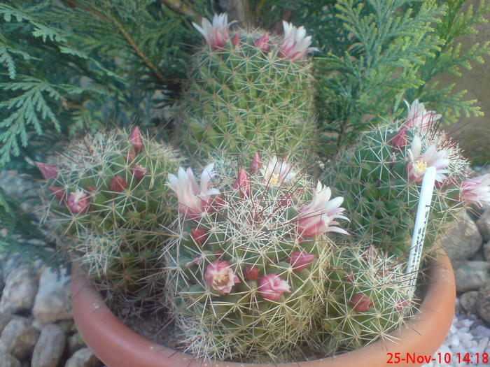 Mammillaria Decipiens (Dolichotelle) - cactusi  2010