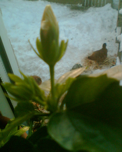 trand.jap.-alb simplu