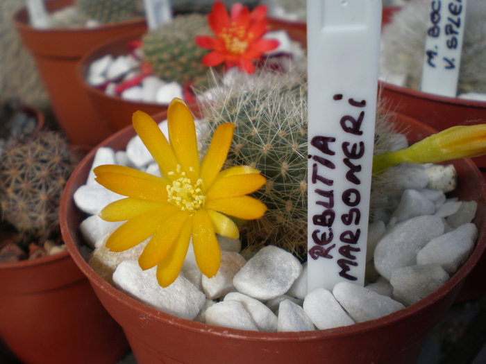 Rebutia Marsonerii 2 - cactusi 2009