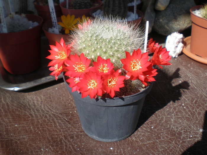 Rebutia Senilis - cactusi 2009