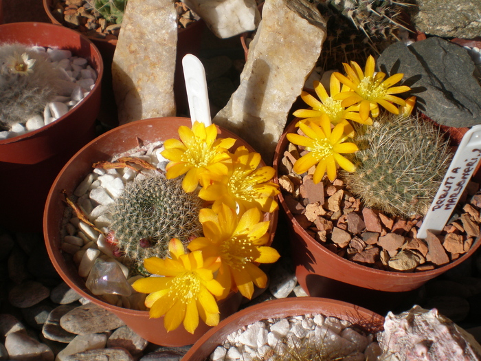 Rebutia - cactusi 2009