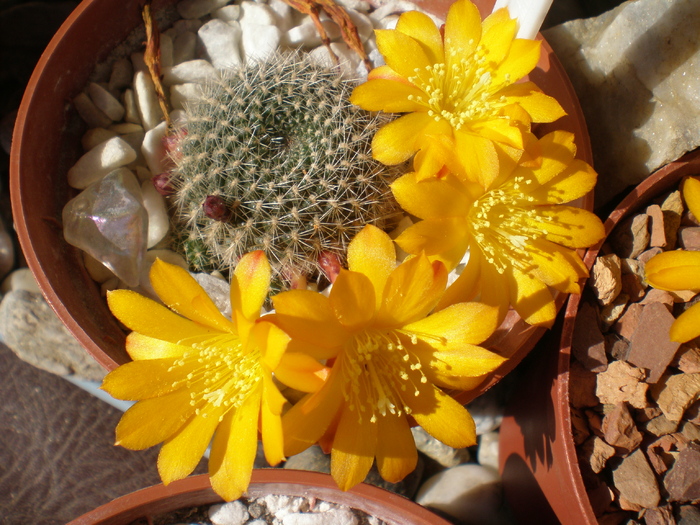 Rebutia Marsonerii - cactusi 2009