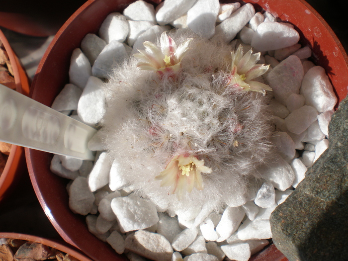 Mammillaria Bocasana - cactusi 2009