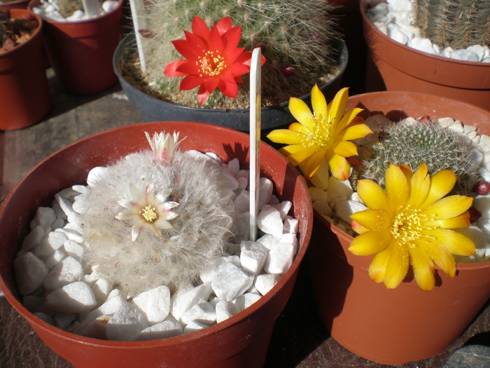 Mammillaria , Rebutia