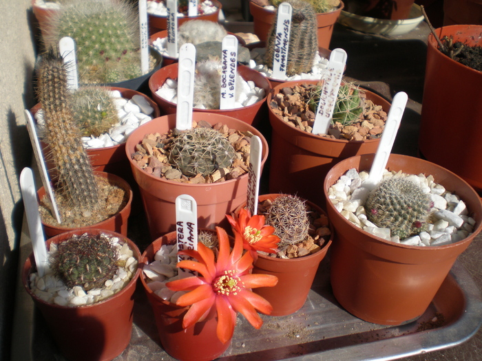 Cactusi - cactusi 2009