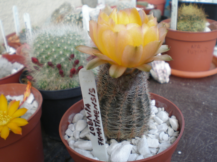 Lobivia aurea v.leucomalla - cactusi 2009