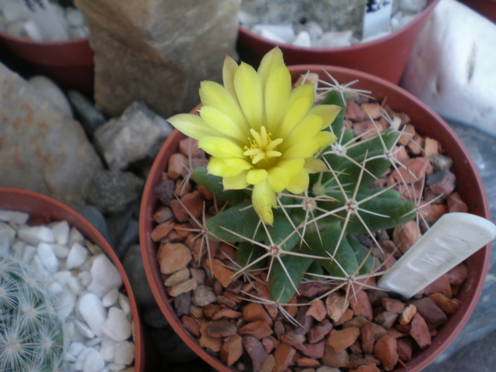 Mammillaria Uberiformis (Dolichotelle) - cactusi 2009
