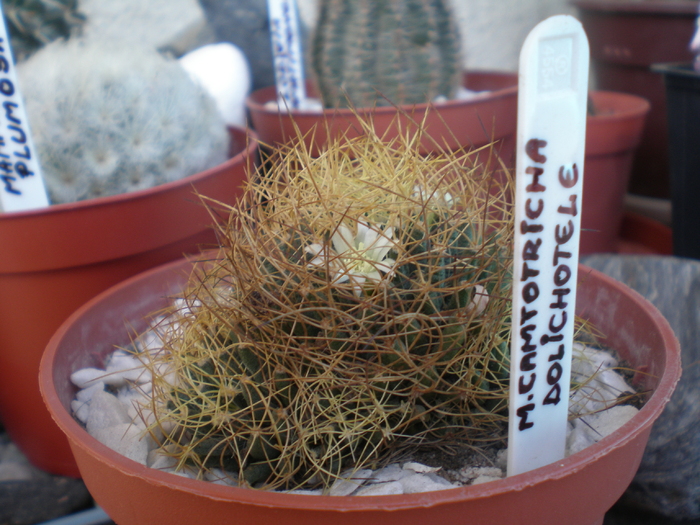 Mammillaria Camtotricha (Dolichotelle)