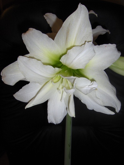 Double White Peacock