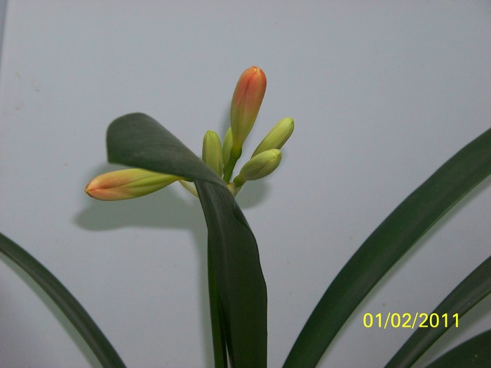 100_8224 - Clivia 2011