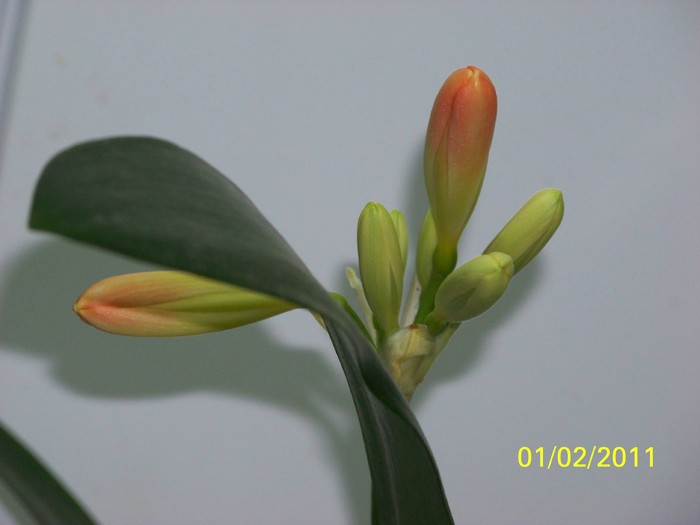 100_8227 - Clivia 2011