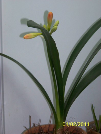 100_8232 - Clivia 2011