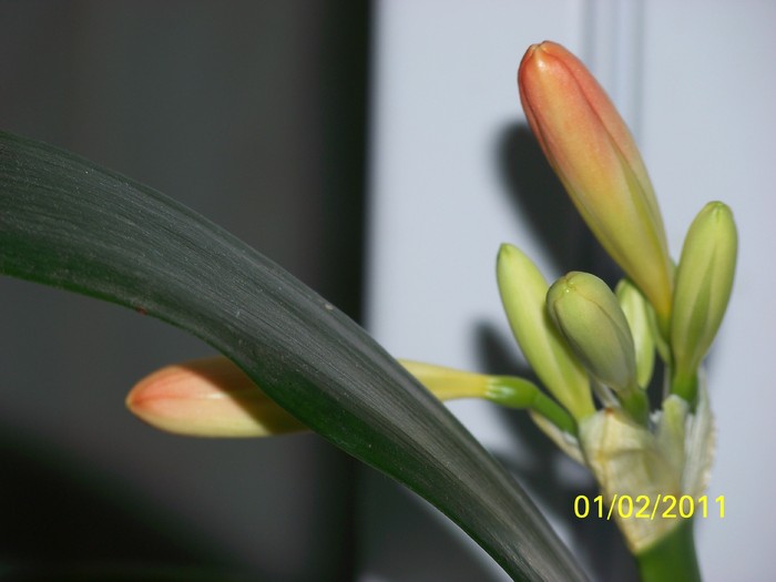 100_8233 - Clivia 2011