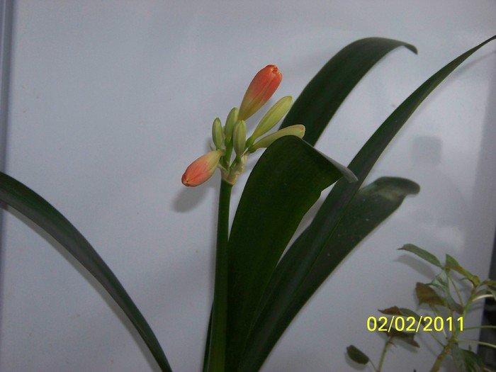 100_8268 - Clivia 2011